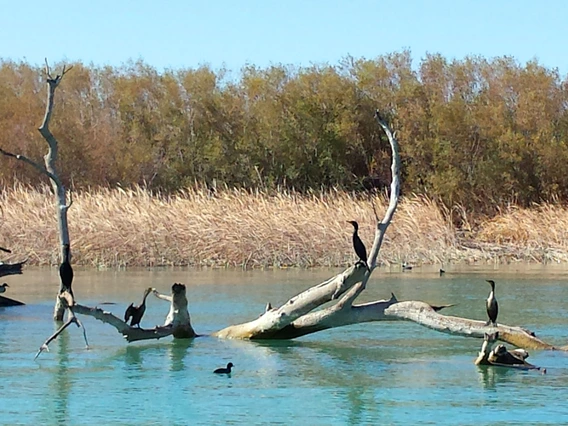 Doyle Wilson - Uprooted snag with cormorants - Lake Havasu 2018