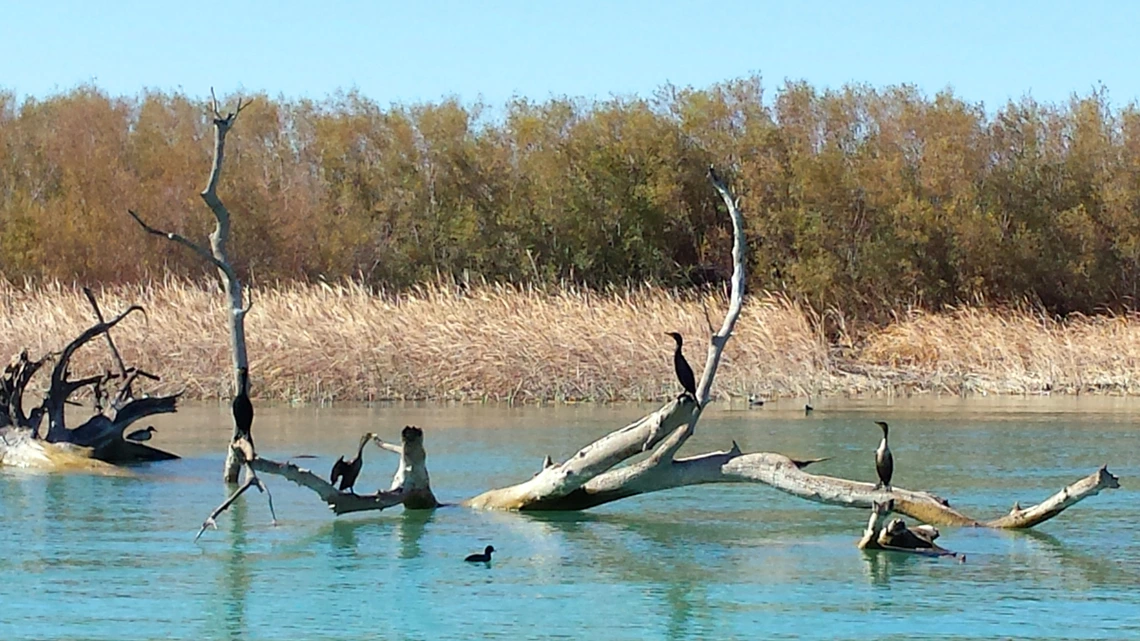 Doyle Wilson - Uprooted snag with cormorants - Lake Havasu 2018