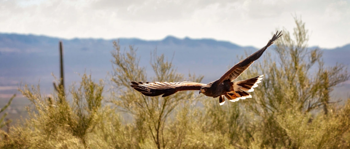 Soaring Bird