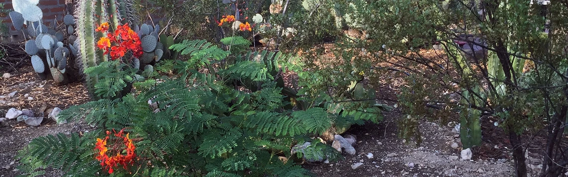 Desert Landscaping Website Launch photo of bird of paradise bush