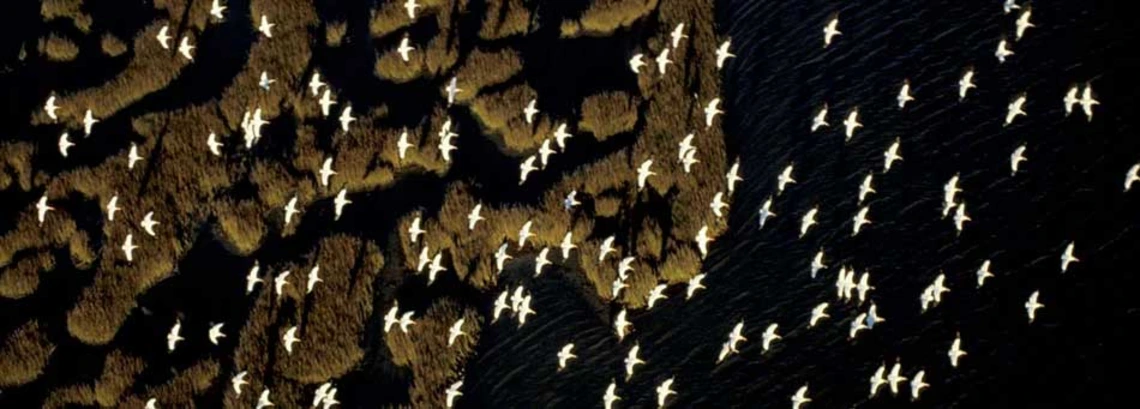 Flight of Birds taken from above Flight of Birds taken from above