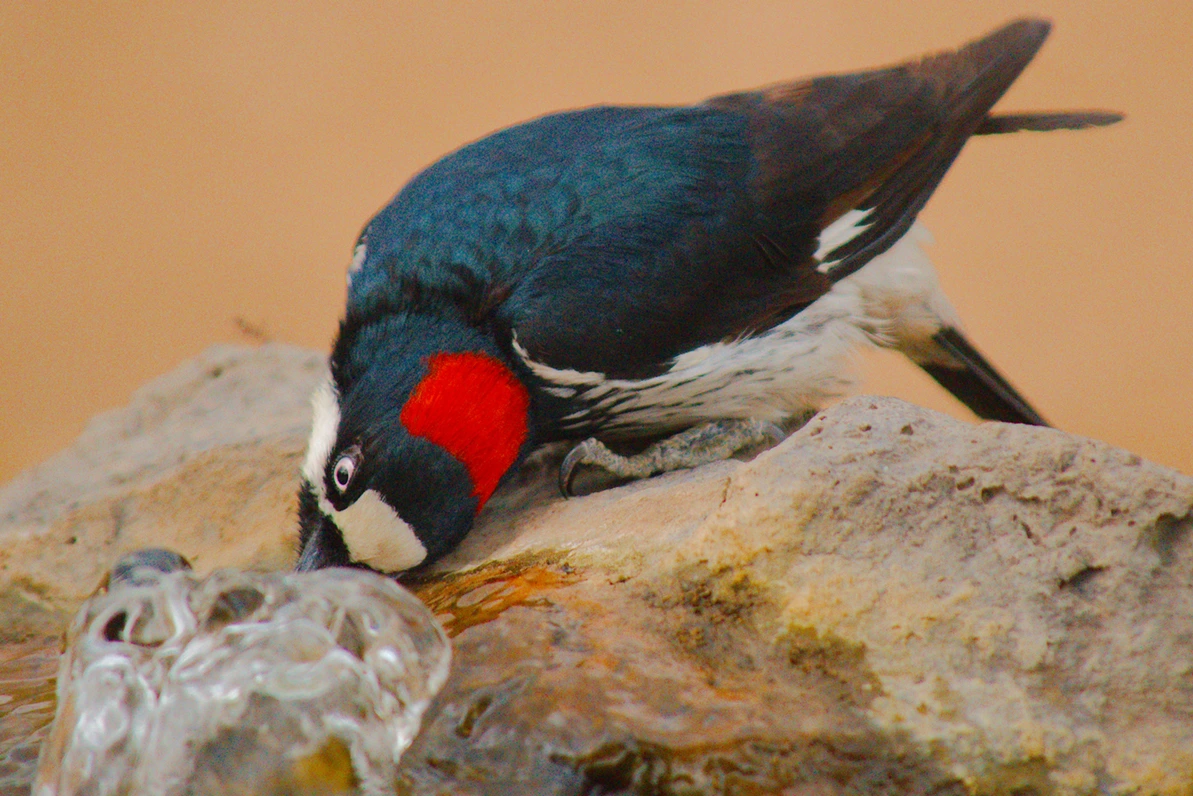 Doyle Wilson - Acorn Woodpecker 2018 Ash Canyon