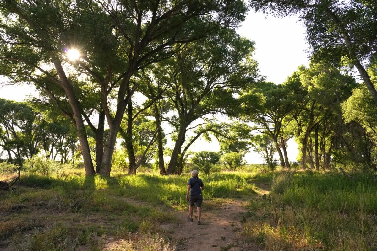 Hiker on tree lined trail