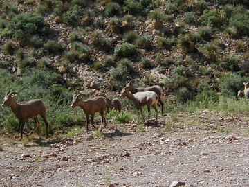 Big Horn Sheep at Morenci Mine