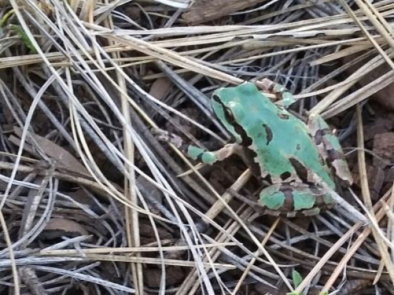 Brad Rutledge - AZ-Tree Frog 2020 Pinetop