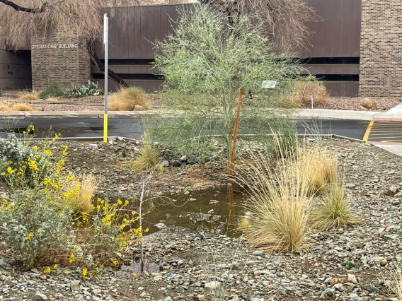 water harvesting photo