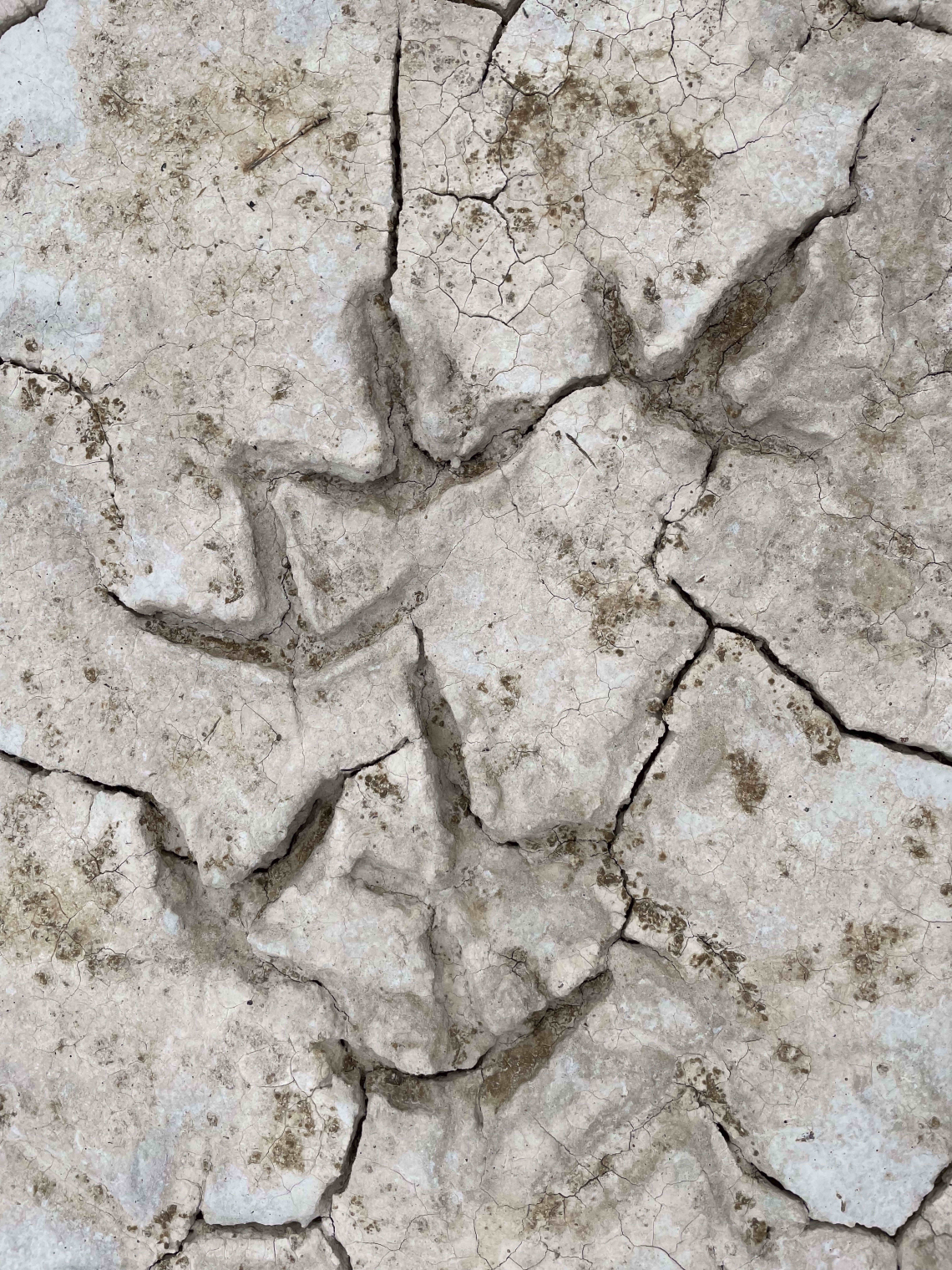 Gretchen Henderson photo of bird tracks in cracked mud