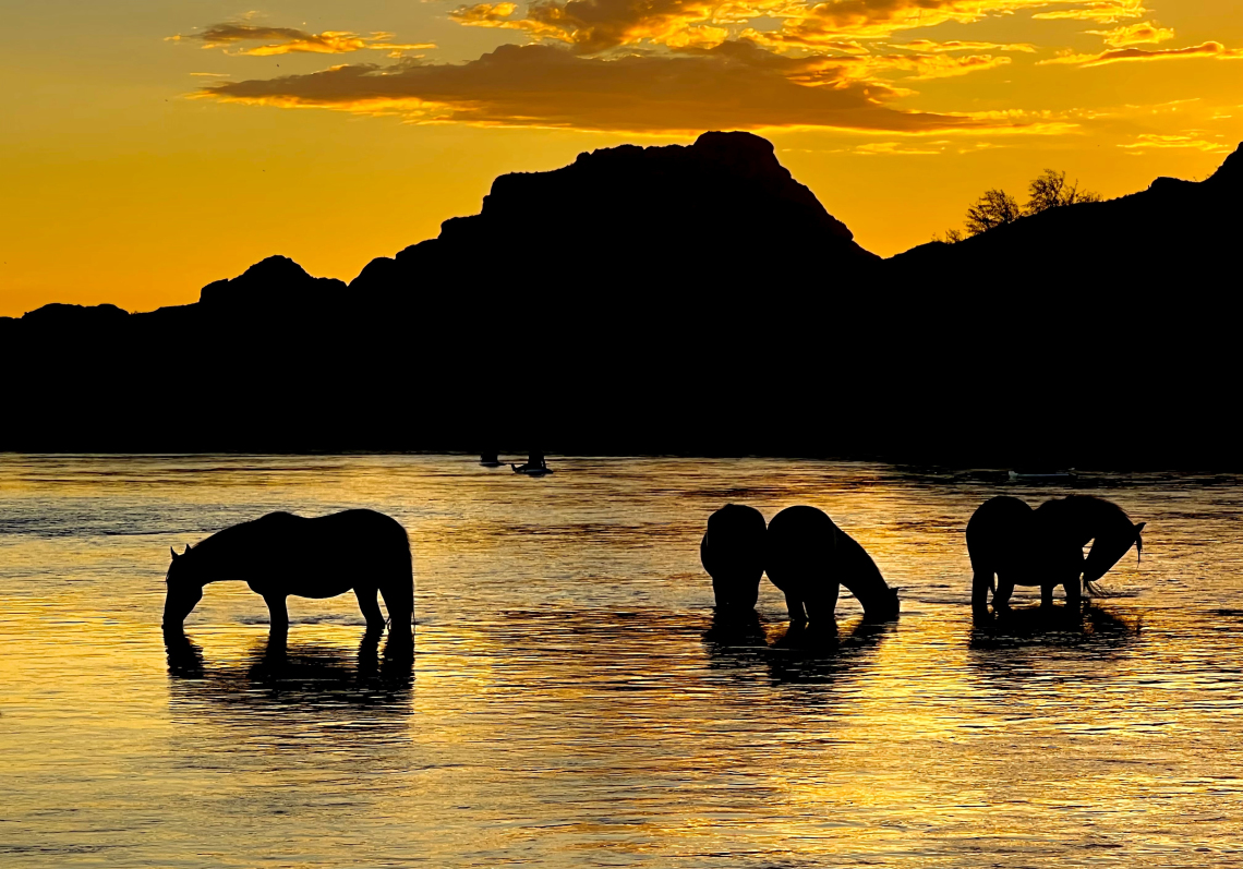 Nathan Nutter photo showing horses drinking on the salt river at sunset. Mountains can be seen in the background and the horses are shown in sillhoutte 