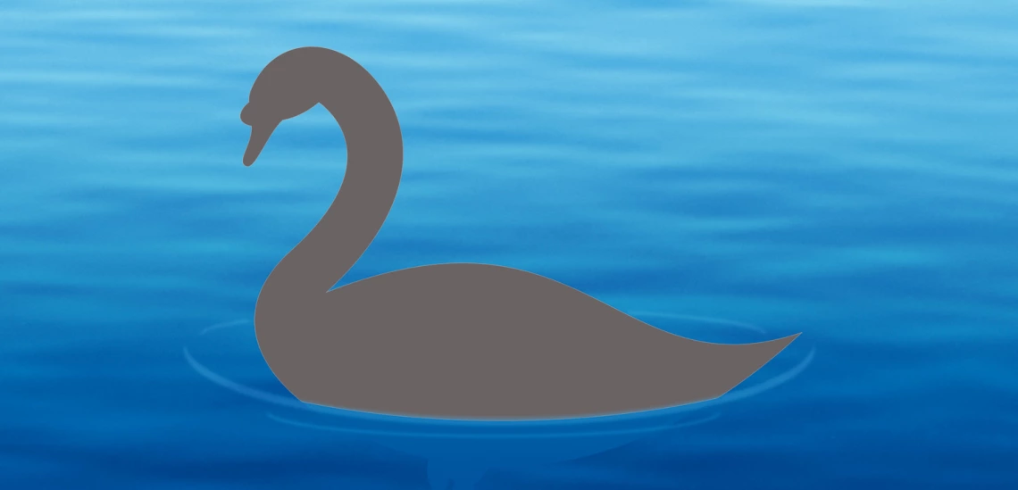 Grey swan Grey swan