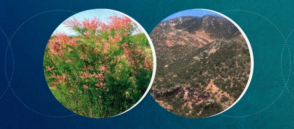 A graphic depicting the Patagonia Mountains and Tamarisk plant A graphic depicting the Patagonia Mountains and Tamarisk plant