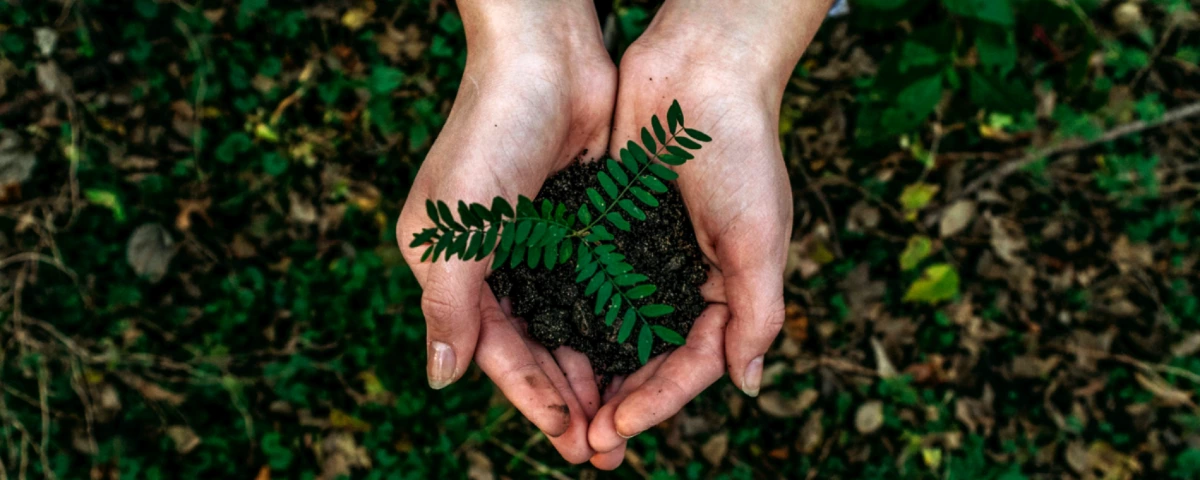 Cupped hands holding plant in dirt Cupped hands holding plant in dirt