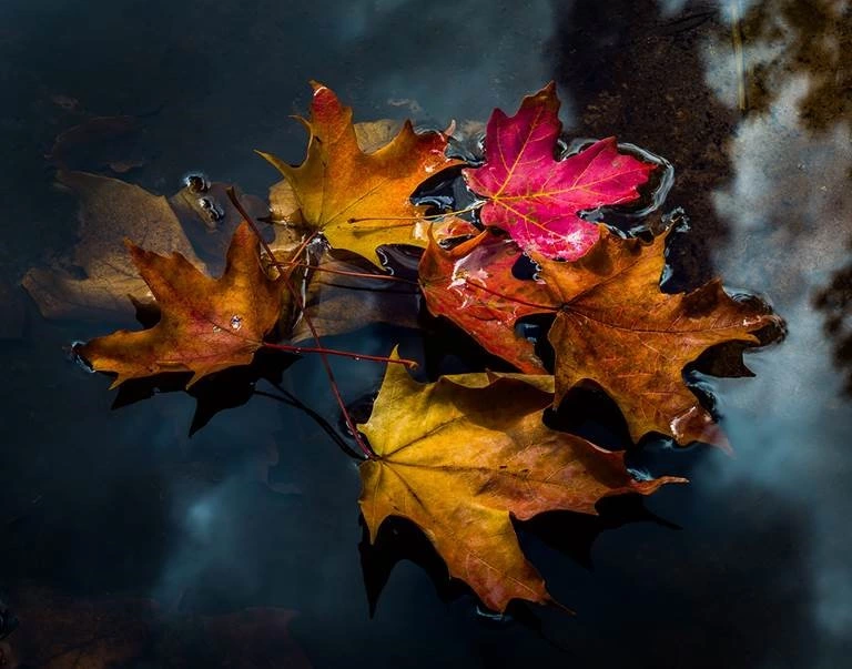 Fall leaves on water Fall leaves on water