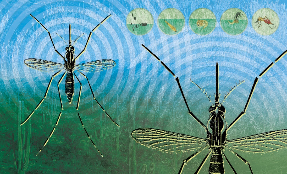 A graphic depicting two mosquitos A graphic depicting two mosquitos
